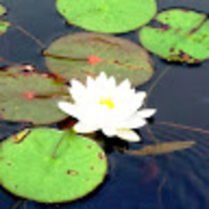 Meet your Posher, Meredith l.